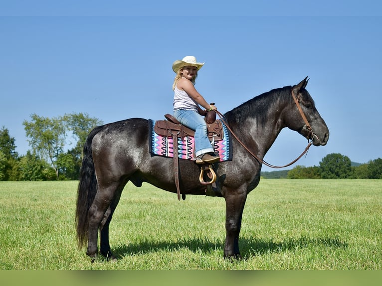 Percherón Mestizo Caballo castrado 7 años 163 cm Ruano azulado in Crab Orchard, KY