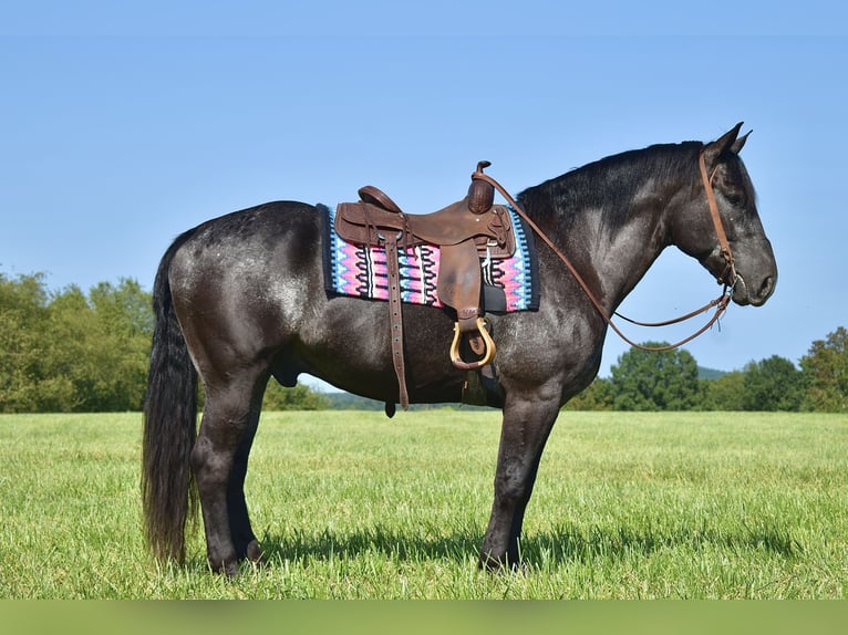 Percherón Mestizo Caballo castrado 7 años 163 cm Ruano azulado in Crab Orchard, KY