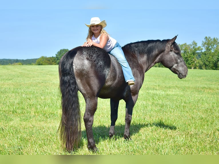 Percherón Mestizo Caballo castrado 7 años 163 cm Ruano azulado in Crab Orchard, KY