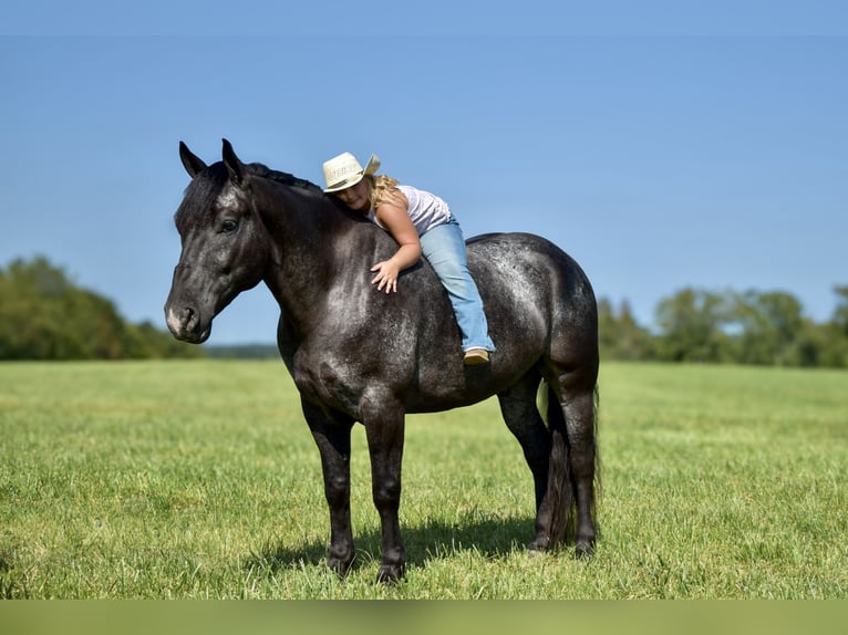 Percherón Mestizo Caballo castrado 7 años 163 cm Ruano azulado in Crab Orchard, KY