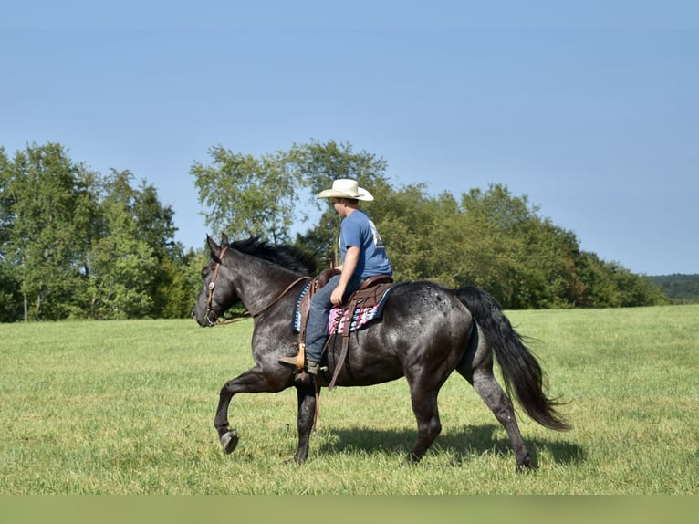 Percherón Mestizo Caballo castrado 7 años 163 cm Ruano azulado in Crab Orchard, KY