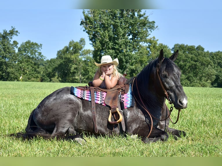 Percherón Mestizo Caballo castrado 7 años 163 cm Ruano azulado in Crab Orchard, KY