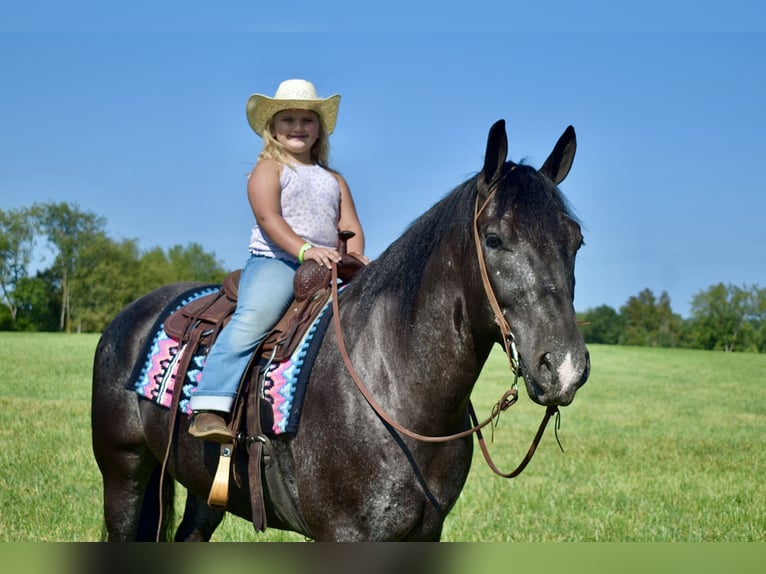 Percherón Mestizo Caballo castrado 7 años 163 cm Ruano azulado in Crab Orchard, KY