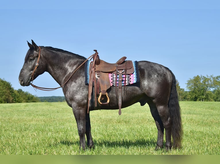 Percherón Mestizo Caballo castrado 7 años 163 cm Ruano azulado in Crab Orchard, KY