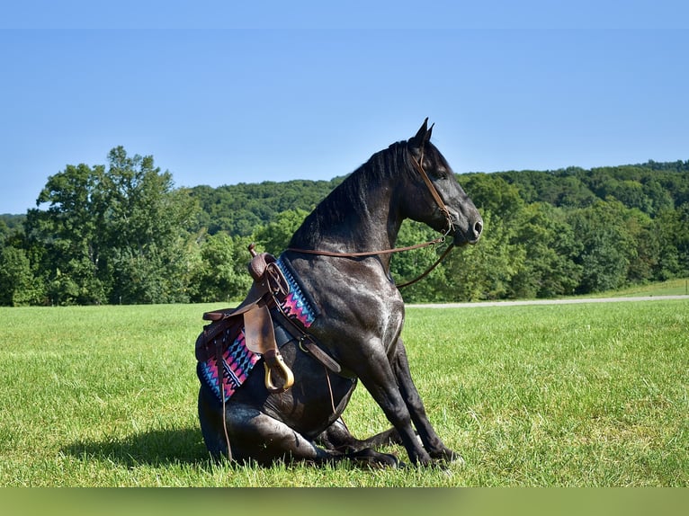 Percherón Mestizo Caballo castrado 7 años 163 cm Ruano azulado in Crab Orchard, KY