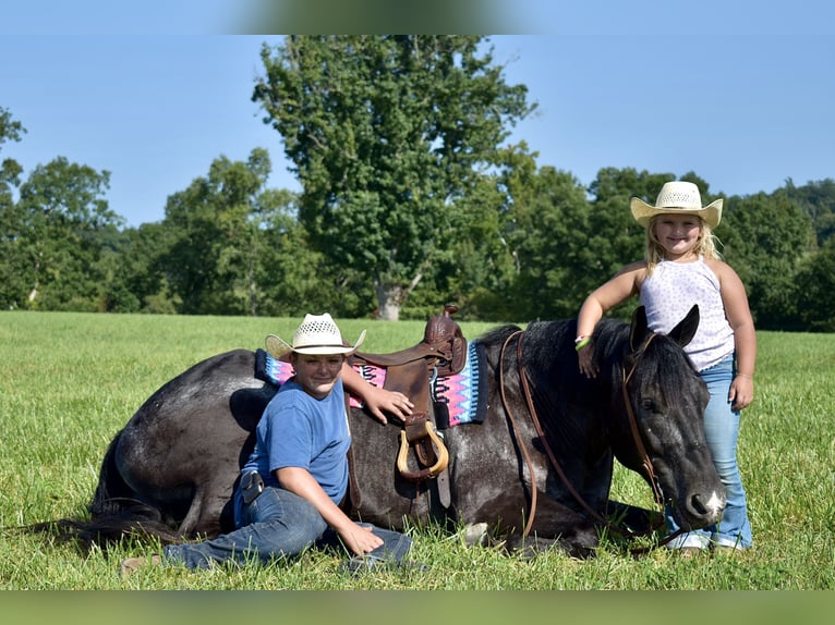 Percherón Mestizo Caballo castrado 7 años 163 cm Ruano azulado in Crab Orchard, KY