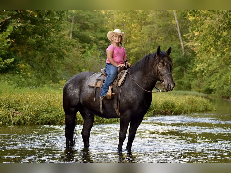 Percherón Mestizo Caballo castrado 7 años 163 cm Ruano azulado in Crab Orchard, KY