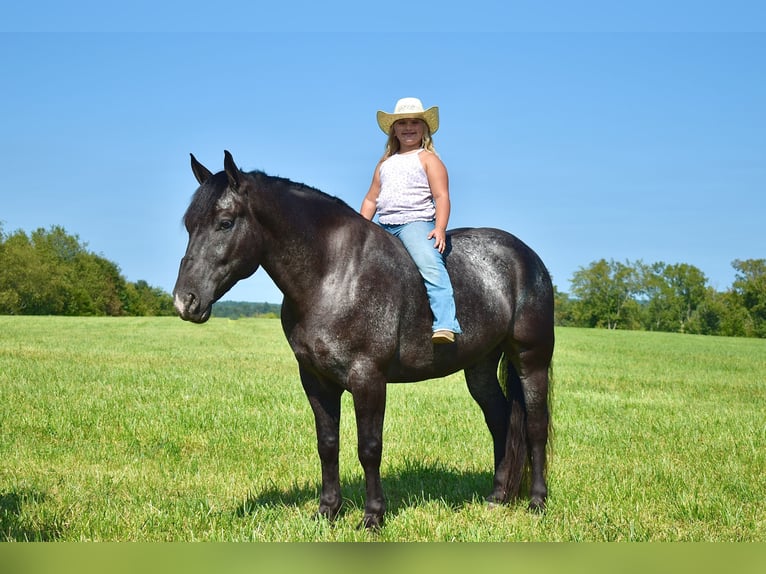 Percherón Mestizo Caballo castrado 7 años 163 cm Ruano azulado in Crab Orchard, KY