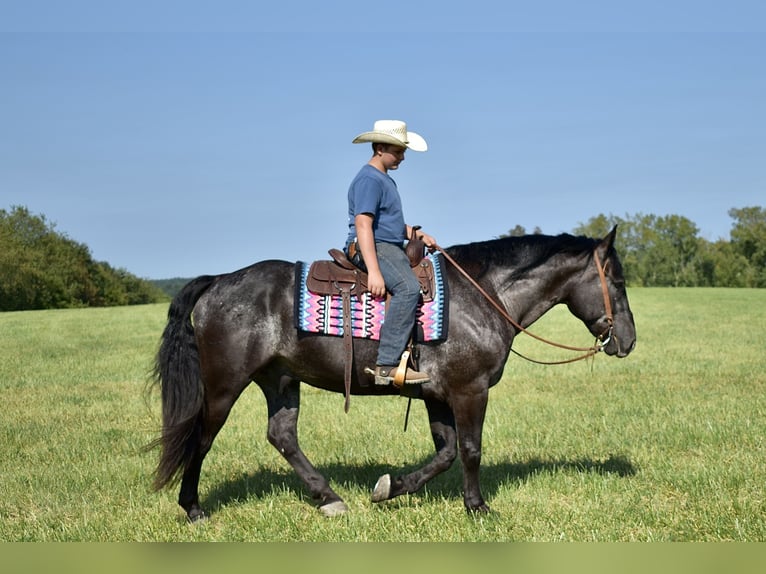 Percherón Mestizo Caballo castrado 7 años 163 cm Ruano azulado in Crab Orchard, KY