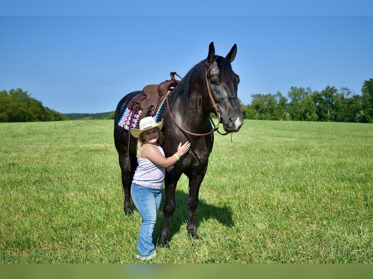 Percherón Mestizo Caballo castrado 7 años 163 cm Ruano azulado in Crab Orchard, KY