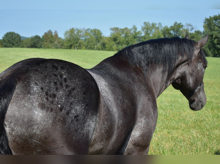 Percherón Mestizo Caballo castrado 7 años 163 cm Ruano azulado in Crab Orchard, KY