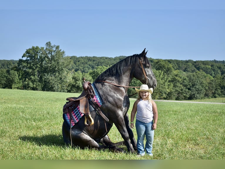 Percherón Mestizo Caballo castrado 7 años 163 cm Ruano azulado in Crab Orchard, KY