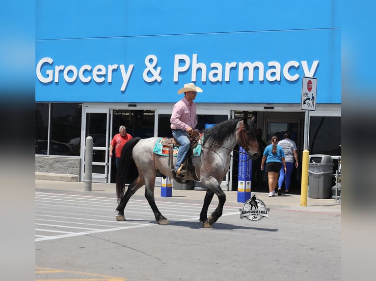 Percherón Caballo castrado 7 años 163 cm Ruano azulado in Gladstone, NJ