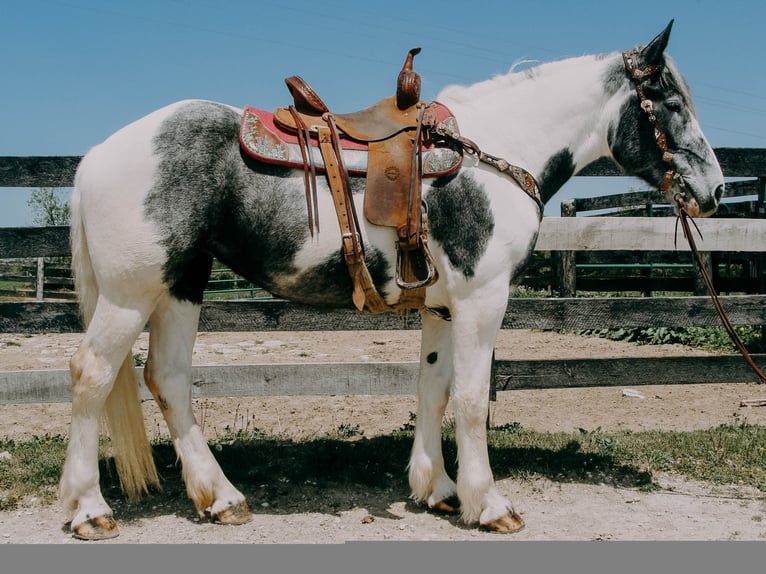 Percherón Caballo castrado 7 años 163 cm Tobiano-todas las-capas in Tilton Ky