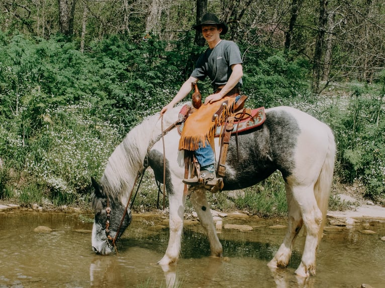 Percherón Caballo castrado 7 años 163 cm Tobiano-todas las-capas in Tilton Ky