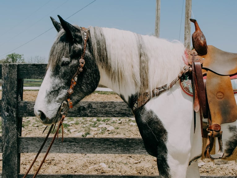 Percherón Caballo castrado 7 años 163 cm Tobiano-todas las-capas in Tilton Ky