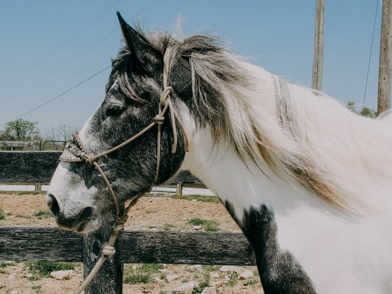 Percherón Caballo castrado 7 años 163 cm Tobiano-todas las-capas in Tilton Ky