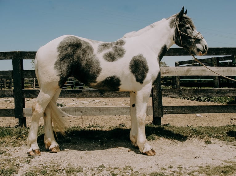 Percherón Caballo castrado 7 años 163 cm Tobiano-todas las-capas in Tilton Ky