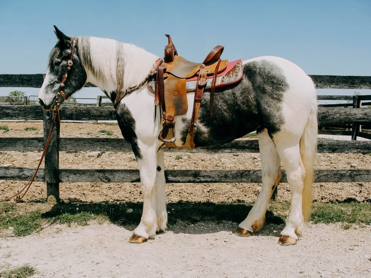 Percherón Caballo castrado 7 años 163 cm Tobiano-todas las-capas in Tilton Ky