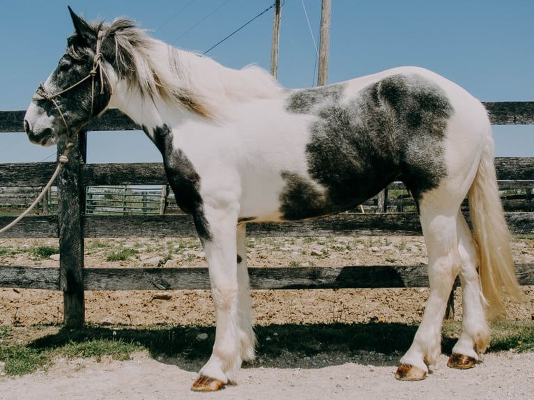 Percherón Caballo castrado 7 años 163 cm Tobiano-todas las-capas in Tilton Ky