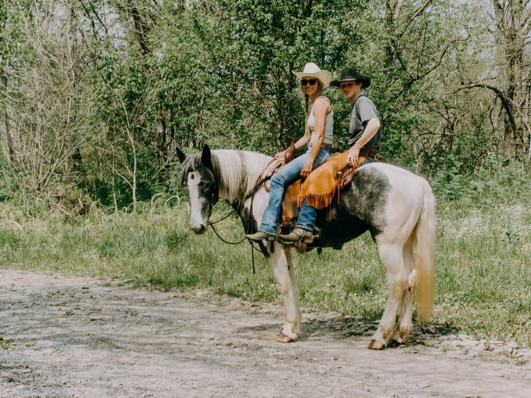 Percherón Caballo castrado 7 años 163 cm Tobiano-todas las-capas in Tilton Ky