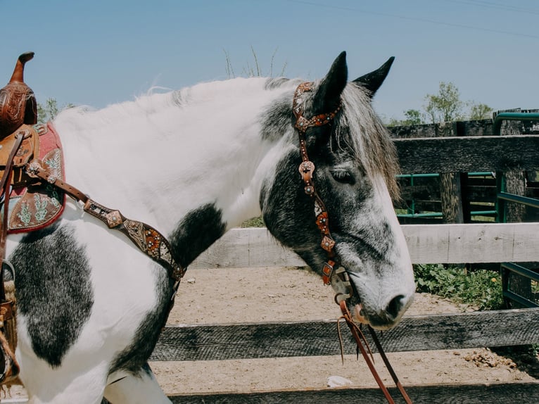 Percherón Caballo castrado 7 años 163 cm Tobiano-todas las-capas in Tilton Ky