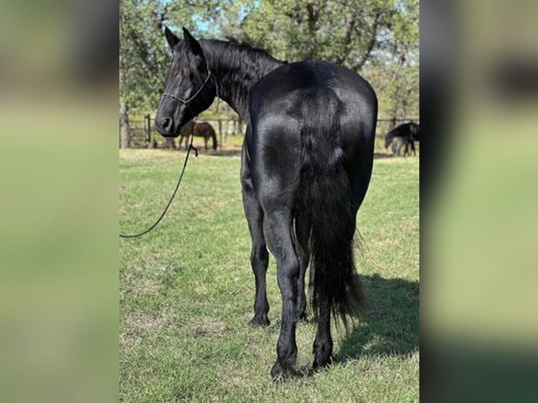 Percherón Caballo castrado 7 años 165 cm Negro in Jacksboro, TX