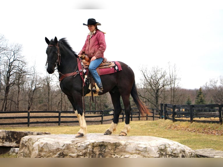 Percherón Caballo castrado 7 años 165 cm Tobiano-todas las-capas in Highland MI