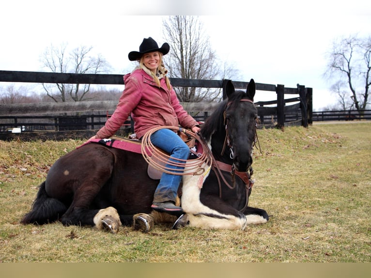 Percherón Caballo castrado 7 años 165 cm Tobiano-todas las-capas in Highland MI