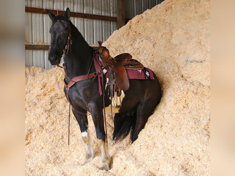 Percherón Caballo castrado 7 años 165 cm Tobiano-todas las-capas in Highland MI