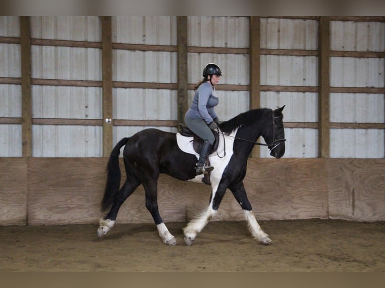 Percherón Caballo castrado 7 años 165 cm Tobiano-todas las-capas in Highland MI