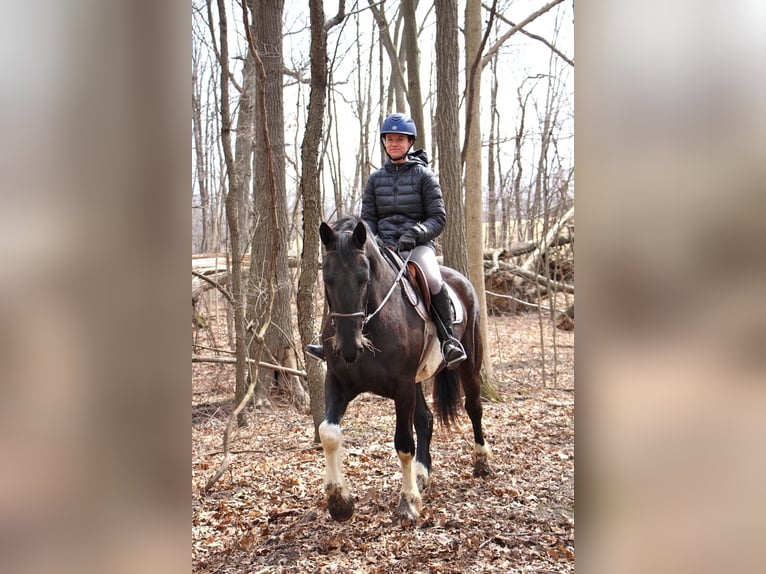 Percherón Caballo castrado 7 años 165 cm Tobiano-todas las-capas in Highland MI