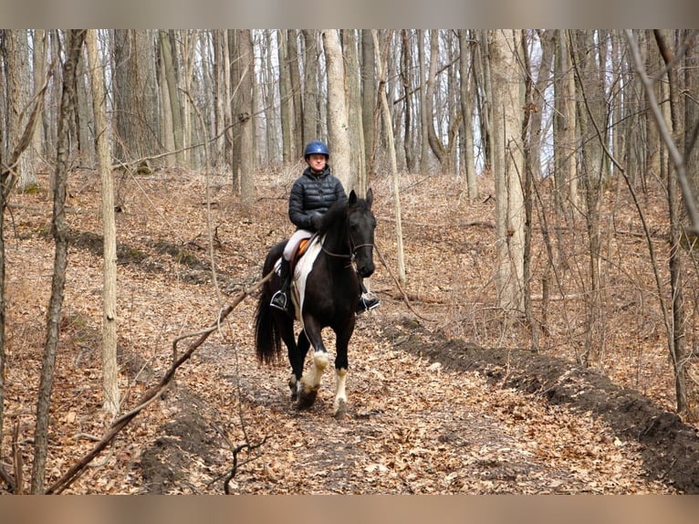 Percherón Caballo castrado 7 años 165 cm Tobiano-todas las-capas in Highland MI