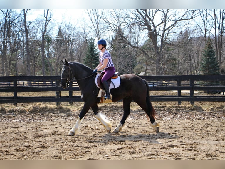 Percherón Caballo castrado 7 años 165 cm Tobiano-todas las-capas in Highland MI