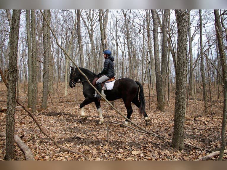 Percherón Caballo castrado 7 años 165 cm Tobiano-todas las-capas in Highland MI