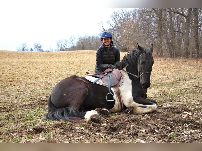 Percherón Caballo castrado 7 años 165 cm Tobiano-todas las-capas in Highland MI