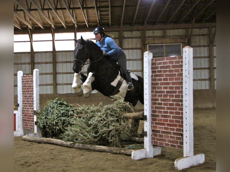 Percherón Caballo castrado 7 años 165 cm Tobiano-todas las-capas in Highland MI