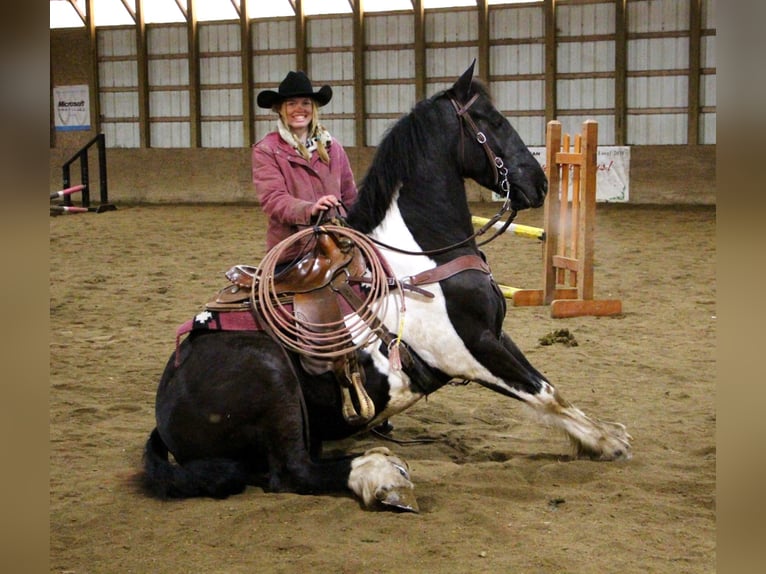 Percherón Caballo castrado 7 años 165 cm Tobiano-todas las-capas in Highland MI