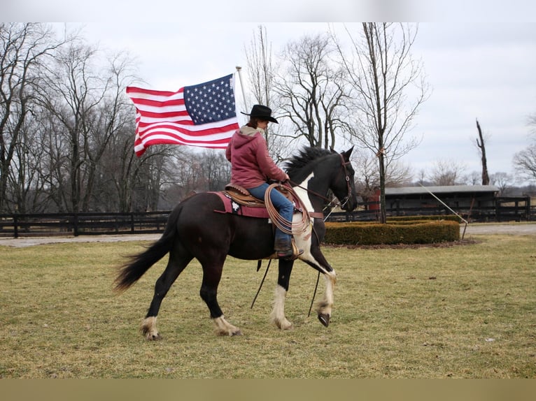 Percherón Caballo castrado 7 años 165 cm Tobiano-todas las-capas in Highland MI