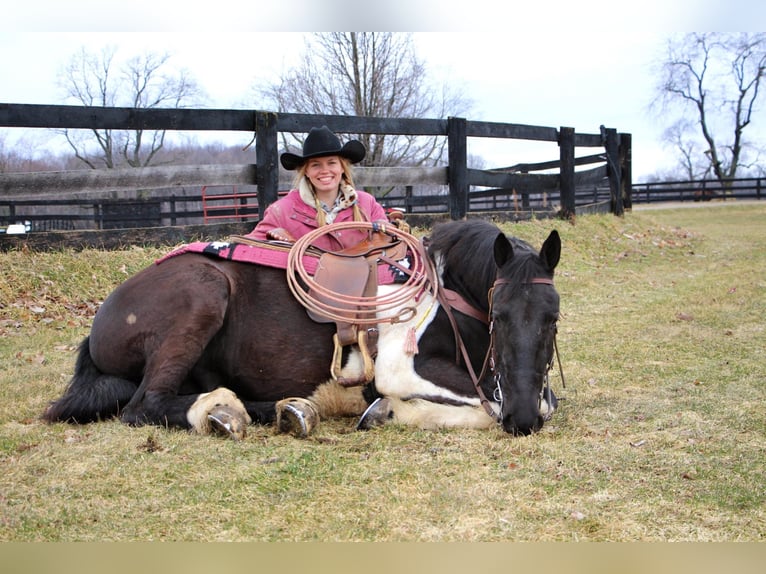 Percherón Caballo castrado 7 años 165 cm Tobiano-todas las-capas in Highland MI