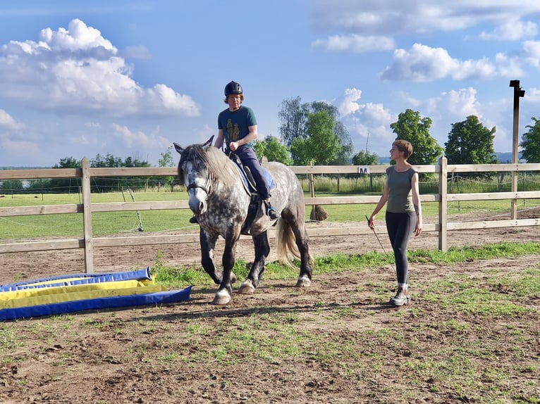 Percherón Mestizo Caballo castrado 7 años 167 cm Tordo rodado in Demen