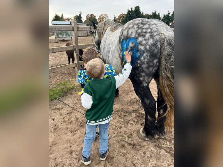 Percherón Mestizo Caballo castrado 7 años 167 cm Tordo rodado in Demen