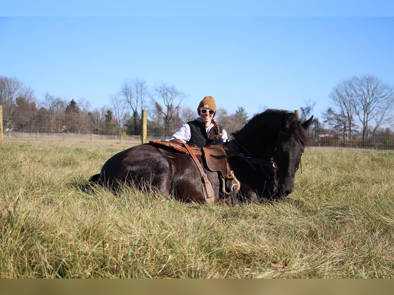 Percherón Caballo castrado 7 años 168 cm Negro in Howell, MI