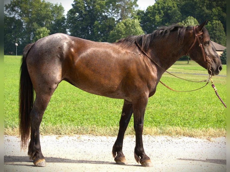 Percherón Caballo castrado 7 años 170 cm Ruano azulado in Camden, MI