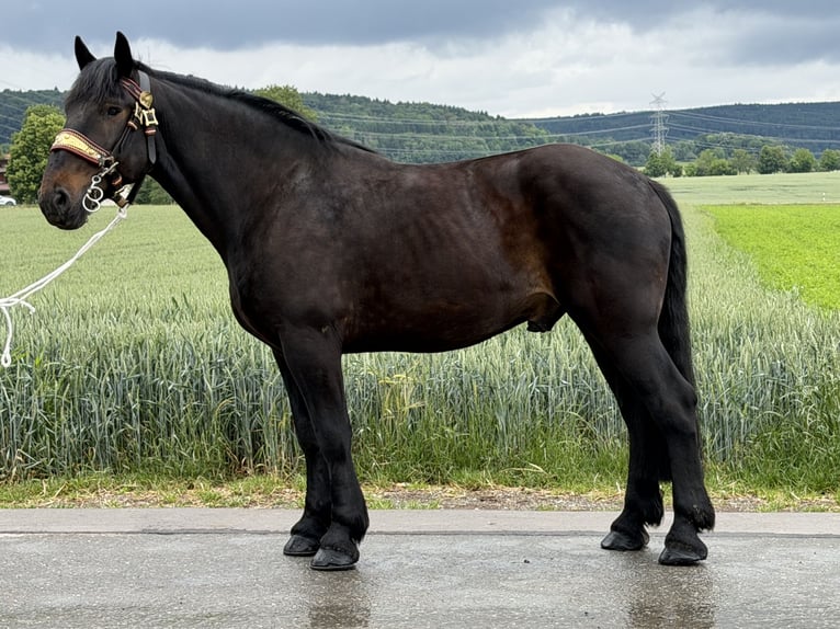 Percherón Mestizo Caballo castrado 7 años 173 cm Castaño oscuro in Riedlingen