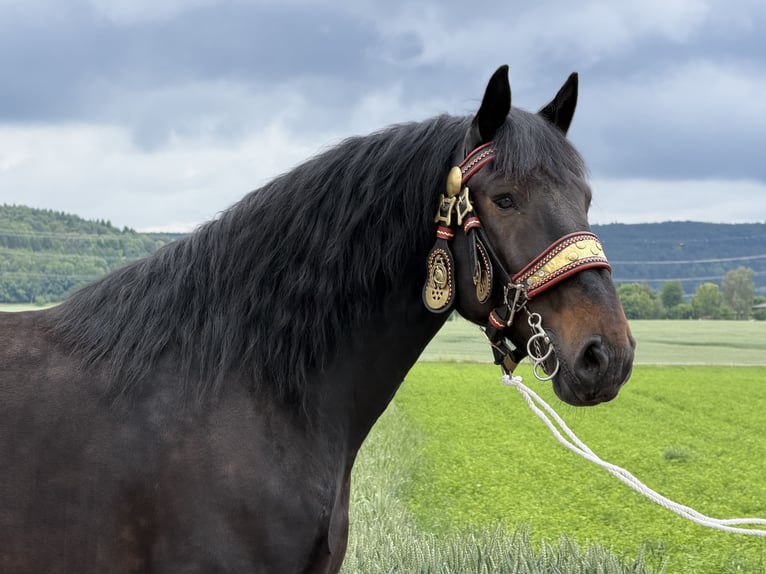 Percherón Mestizo Caballo castrado 7 años 173 cm Castaño oscuro in Riedlingen