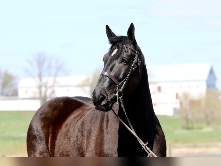 Percherón Caballo castrado 7 años 173 cm Negro in Gap, PA