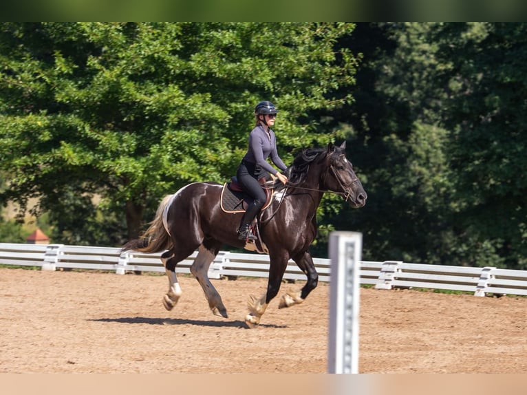 Percherón Mestizo Caballo castrado 7 años 173 cm Pío in Clover