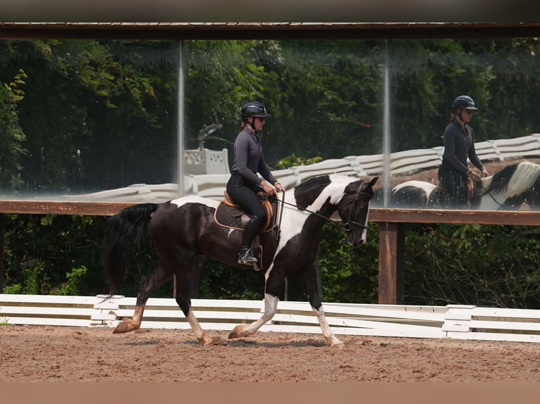 Percherón Mestizo Caballo castrado 7 años 173 cm Pío in Clover