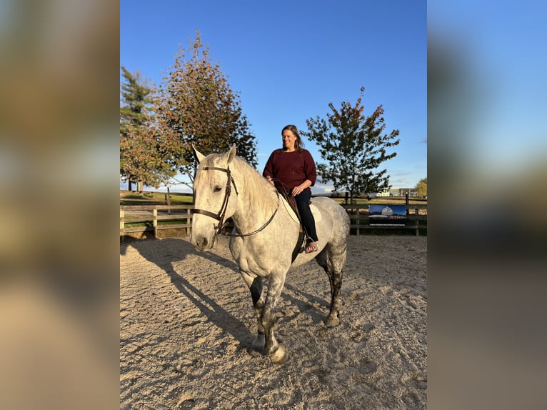 Percherón Mestizo Caballo castrado 7 años 173 cm Tordo in Gap